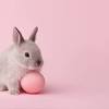 You can also upload and share your favorite easter bunny hd wallpapers. 1