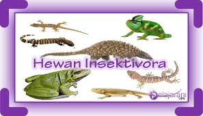 Pelajari tentang perawatan dan perkembangbiakan ikan cupang. 55 Contoh Hewan Pemakan Serangga Insektivora Pengertian Ciri Ciri Dan Contoh Hewan Dengan Penjelasannya Ilmu Pengetahuan Alam Ipa