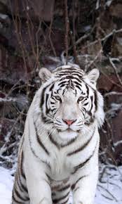 Encontre aqui os mais bonitos . Papel De Parede 4k Tigre Tiger 4k Wallpaper 1 6608 Vistastigre De Sumatra Predador Retrato Volvo740flametraphousingrcz