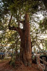 The Unlikely Survival Of The 1 081 Year Old Tree That Gave Palo Alto Its Name The New York Times