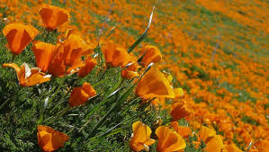 Feb 19, 2021 · sun lovers will not bloom in shade, and shade lovers will sizzle if you plant them in direct sun. World S Most Romantic Flower Fields