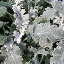 Dusty Miller Flat Leaf Wholesale Dusty Miller Plants Spring Plants