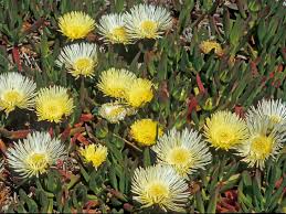 Image result for Carpobrotus