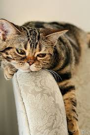 Sigh Baby Cats Cute Cats Beautiful Cats