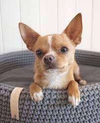Eddie Chihuahua Dog Model On Instagram You Say Bedtime But I Say It S Snacktime Chihuahua Puppies Dog Modeling Chihuahua Dogs