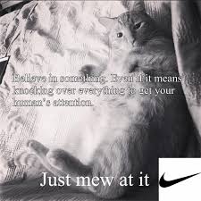 Don't forget to bookmark 1080x1080 cat meme using ctrl + d (pc) or command + d (macos). Nike Just Do It Cat Memes That Will Make Your Caturday Meowingtons