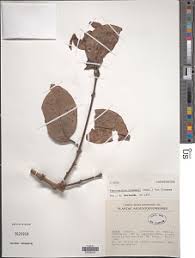 Image result for Tapinanthus forbesii