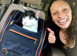 Just thought.. hemp oil for cats! Anyone has success with this?