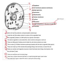 › gizmo cell division answer key. Biology 2019 2020