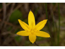 Image result for Hypoxis urceolata