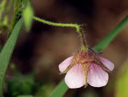 Image result for Hermannia boraginiflora