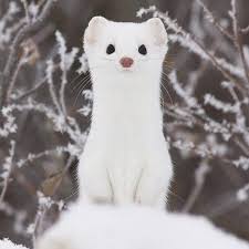 15 Photos That Will Make You Fall In Love With The Adorable Ermine Cute Ferrets Cute Animals Cute Baby Animals