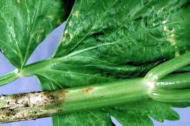 Image result for Platostoma strictum