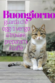Buongiorno Animali Divertenti Buongiorno Buongiorno Divertente Animali
