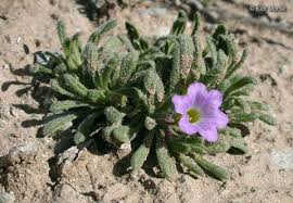 Image result for Hydrophyllaceae
