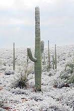 Learn more about the saguaro cactus despite what some may say, there is no limit to the number of arms a saguaro can grow. Saguaro Wikipedia