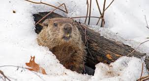 How do you get rid of groundhogs in your garden. Great Groundhogs Getting To Know Illinois Burrowing Hibernator University Of Illinois Extension