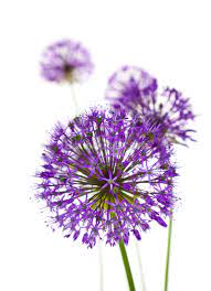 Beautiful Allium Flowers Wallpaper Mural Wallsauce Nz Allium Flowers Bulb Flowers Flowers