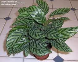 Peacock Plant Calathea Makoyana Plants Peacock Plant Plant Leaves