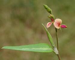 Image result for Alysicarpus