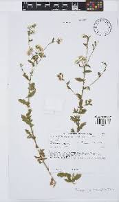 Image result for Chascanum schlechteri