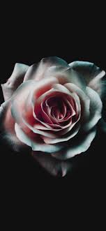 Customize your desktop, mobile phone and tablet with our wide variety of cool and interesting black aesthetic wallpapers in just a few clicks! Black And White Rose Aesthetic 4k Wallpapers Wallpaper Cave