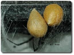 Have you been bitten by a spider? Widow Watch Black Widow Spider I Latrodectus Mactens I Bug Of The Week