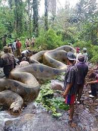 Security Check Required World Biggest Snake Big Animals Animals