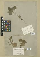 Image result for Acalypha brachystachya