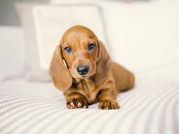 Dachshund Wallpapers Top Free Dachshund Backgrounds Wallpaperaccess Search free dachshund ringtones and wallpapers on zedge and personalize your phone to suit you.