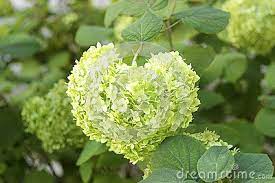 Green Hydrangea Blossom Heart Hydrangea Flowers Heart Flower Heart Heart In Nature Hydrangea Blossoms