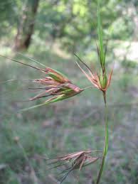 Image result for Themeda