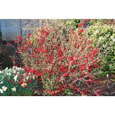 Image result for Chaenomeles japonica