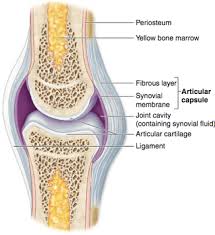 The structure of bone tissue suits the function. Rheumatoid Arthritis Dxing Pain The Msk Game