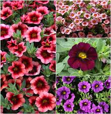 Maybe you would like to learn more about one of these? Mulitple Varieties Calibrachoa Million Bells The Flower Spot