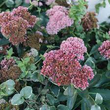 Butterfly attracting plants, container plants, culinary plants, cut flower plants, drought tolerant plants, fillers, insect attracting plants, medicinal plants, plants that attract birds, rabbit resistant plants. Autumn Joy Stonecrop Plant Care Growing Guide