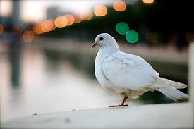 Imagenes de palomas blancas y celestes. Que Significa Ver Una Paloma Blanca Julio 2021