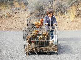 Pin On Urban Homesteading