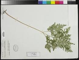 Image result for Selaginella vogelii