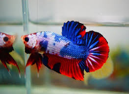 Monster Fancy Dragon Halfmoon Plakat Betta Betta Fish Siamese Fighting Fish