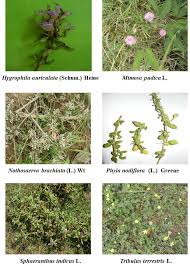 Image result for Nothosaerva brachiata
