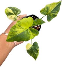 Image result for Thaumatophyllum bipinnatifidum