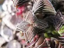 Image result for Crassula globularioides