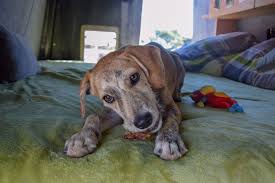 Diskutiere hunde aus spanien im der erste hund forum im bereich hunde; Unser Neues Familienmitglied Einen Hund Aus Spanien Adoptieren Jack Auf Reisen