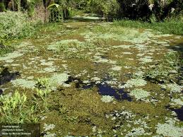 Image result for Phyllanthus boehmii