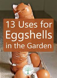 Sprinkle eggshells directly into your garden soil. 13 Uses For Eggshells In The Garden The Homesteading Hippy