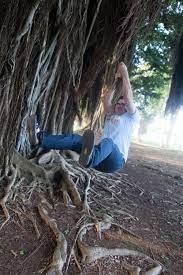 Hello Hilo Things To Do In Hilo Hawaii Choosing Figs Japanese Garden Indoor Gardening Kit Japanese Garden Design