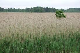 Image result for Phragmites australis