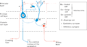 Image result for Cerebellar Function Test