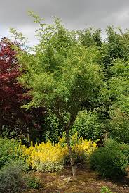 Image result for Zanthoxylum